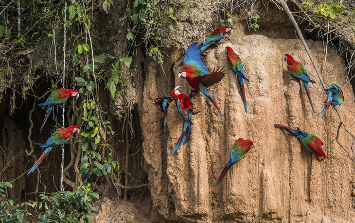 macaws in clay lick in the peruvian Amazon jungle at Madre de Di