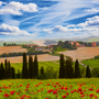 Ländliche Landschaft mit blühenden Mohnblumen,Toskana,Italien
