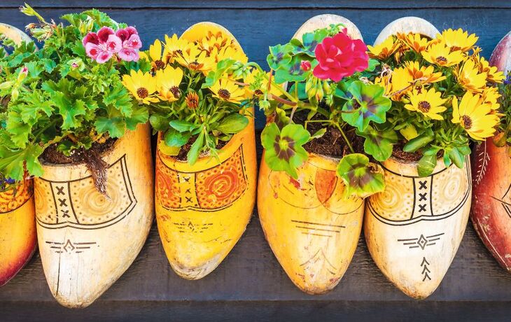 Dutch old wooden clogs with blooming flowers