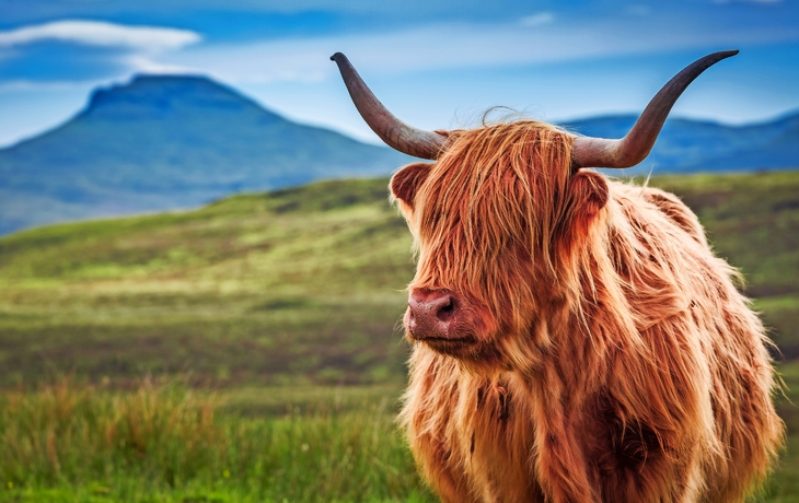 Pelz-Hochland-Kuh in Isle of Skye, Schottland