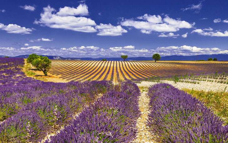 violetten Reihen von Lavendel in der Provence blühen
