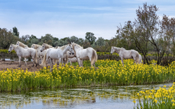 7. Tag: Ausflug Camargue 3