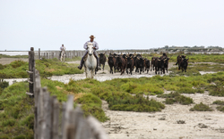 7. Tag: Ausflug Camargue 5