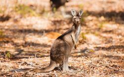 6. - 7. Tag: Flinders Ranges 1