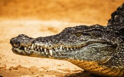 18. -19. Tag: Kakadu Nationalpark 4